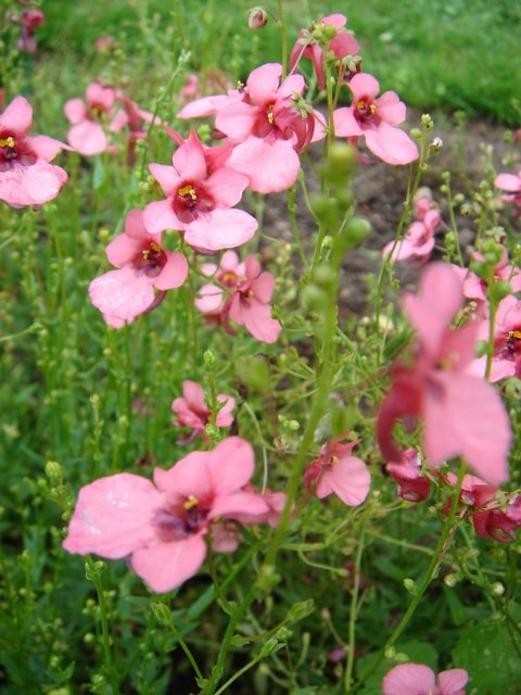 Diascia rigescens